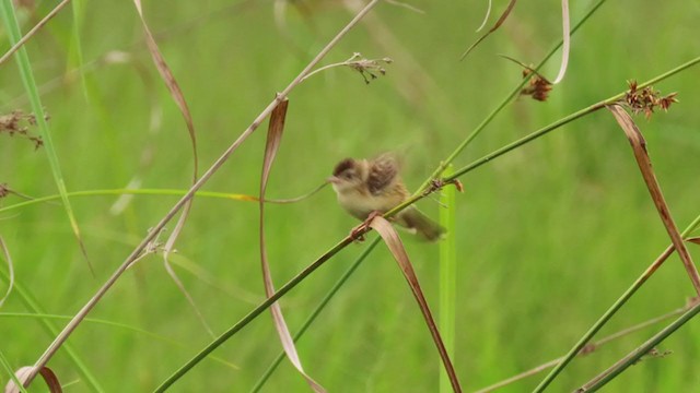 Zitting Cisticola - ML331333431