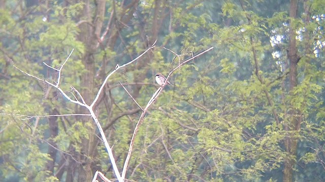 shrike sp. - ML331333971