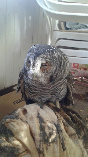 Rufous-legged Owl - ML331334041