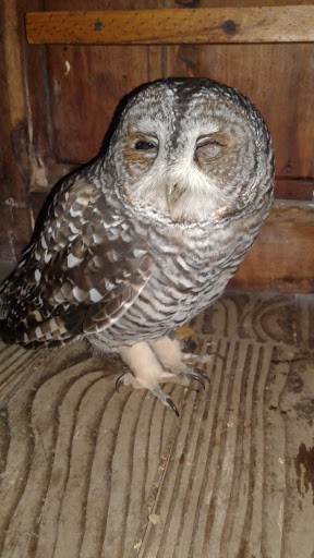 Rufous-legged Owl - ML331334051