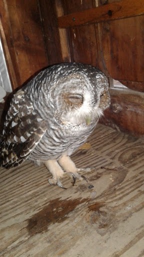Rufous-legged Owl - ML331334071