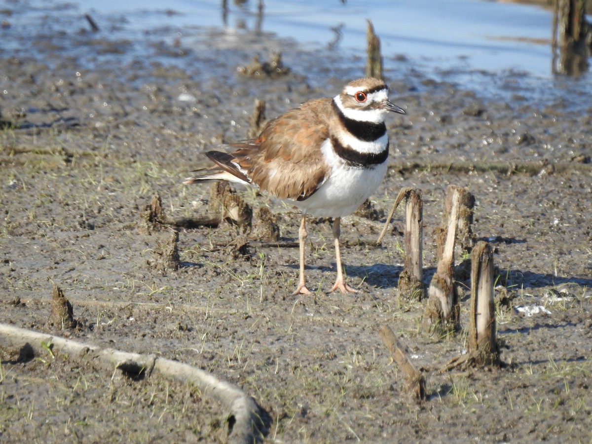 Killdeer - David Booth