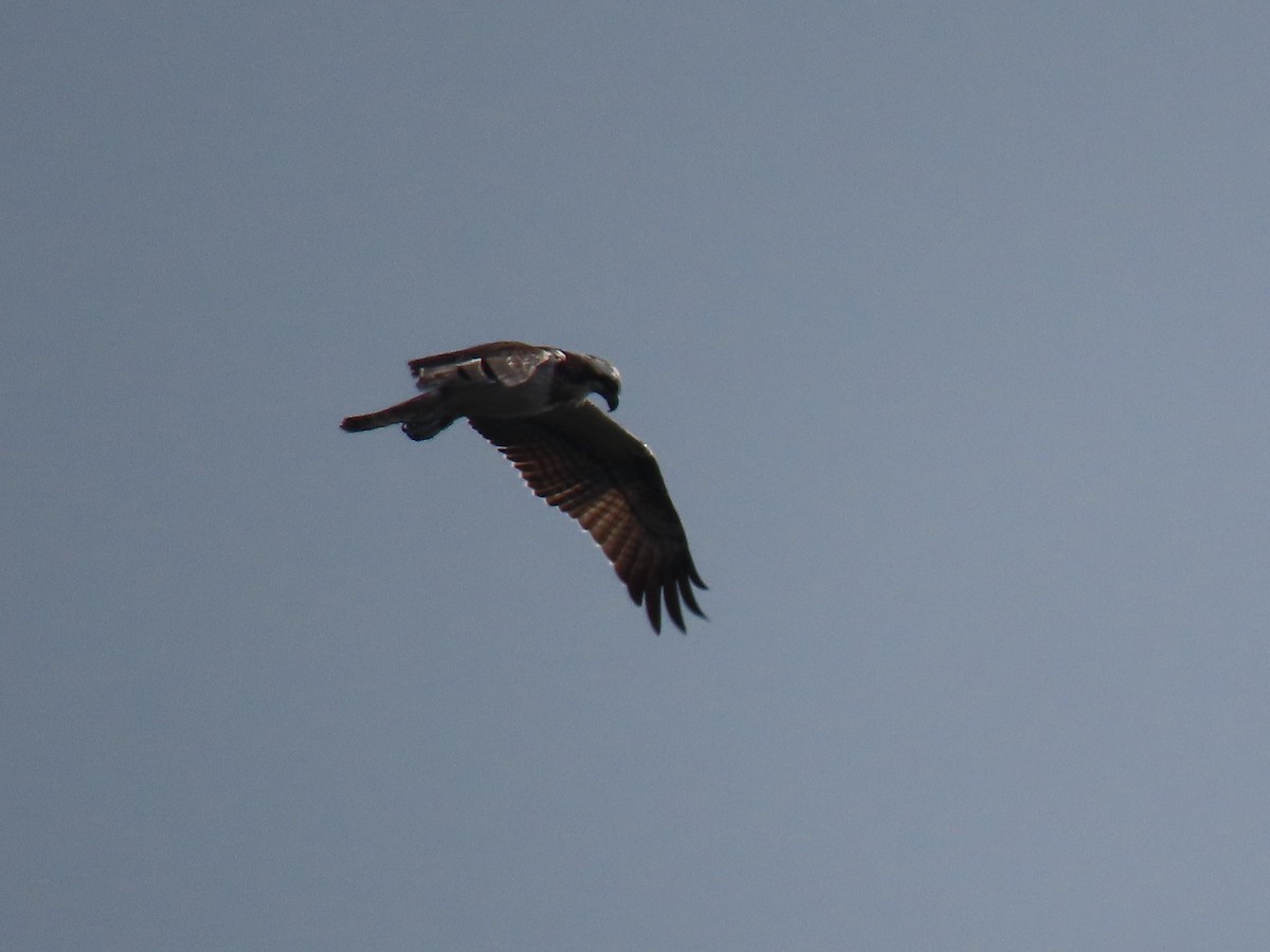 Osprey - Filipe Canário