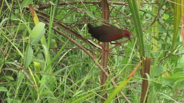 Ruddy-breasted Crake - ML331336651