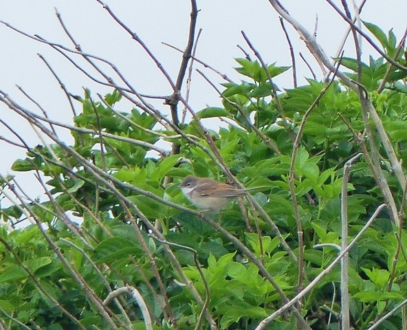 Greater Whitethroat - ML331338871