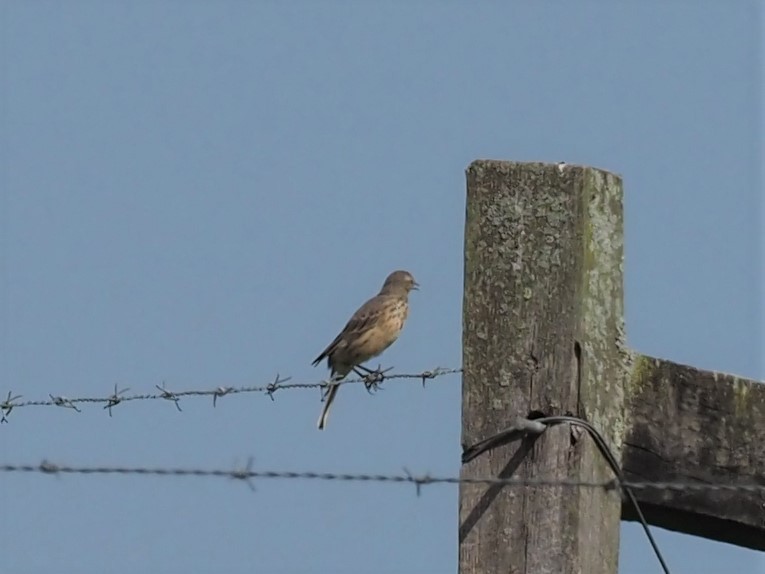 American Pipit - ML331339191