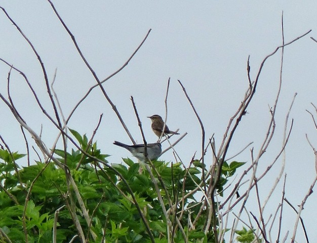 Улалжийн охил бялзуухай - ML331339311