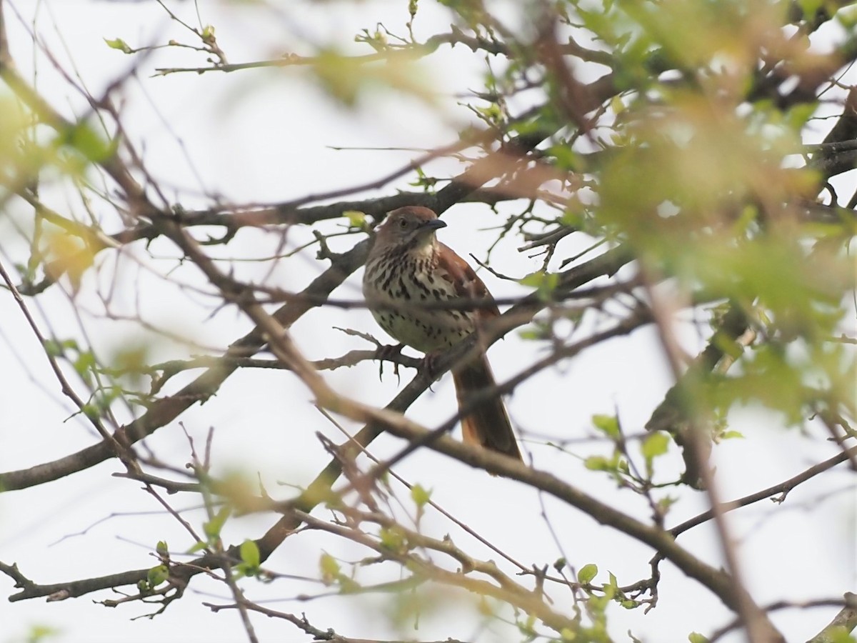 Brown Thrasher - ML331339331
