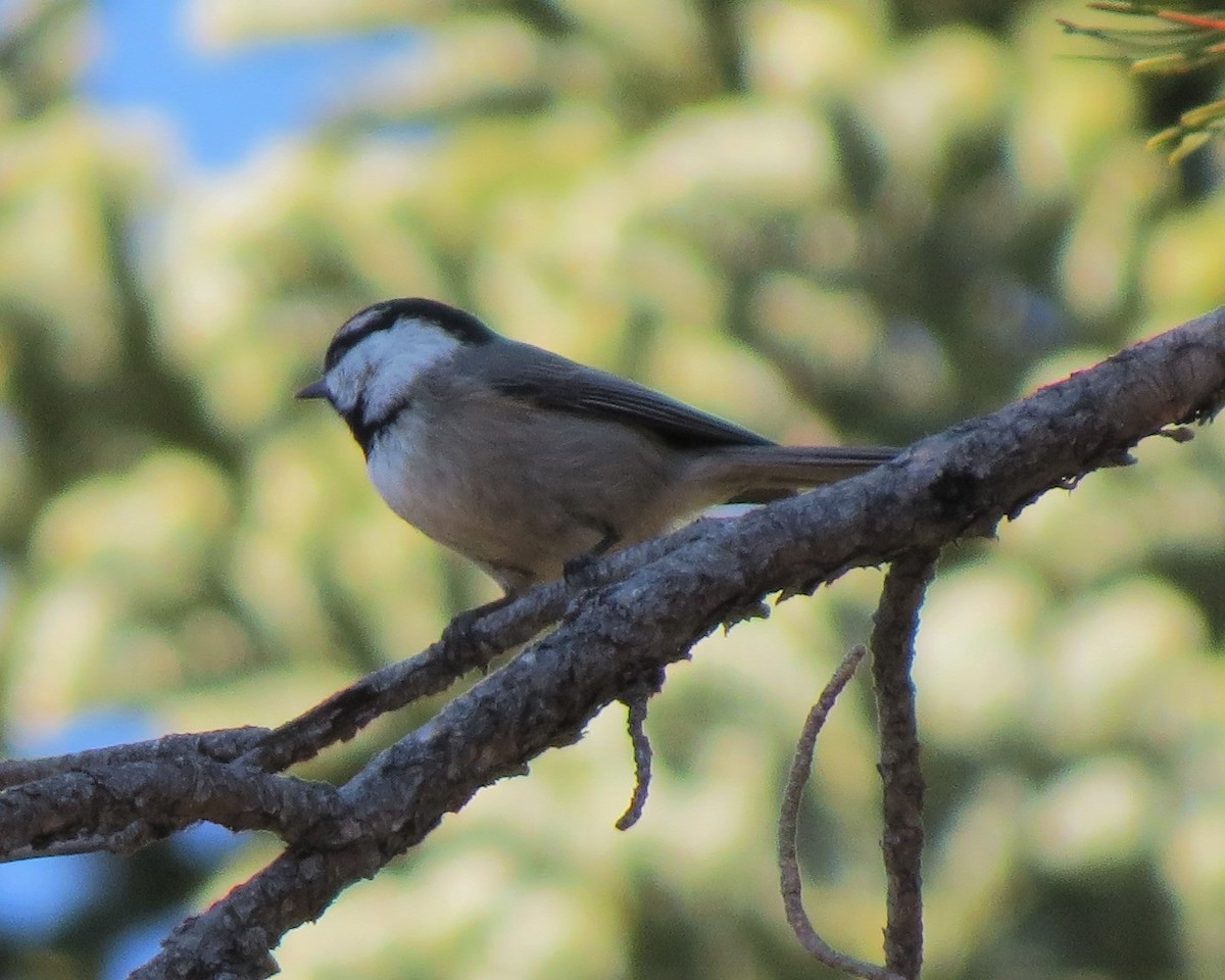 Mountain Chickadee - ML33133961