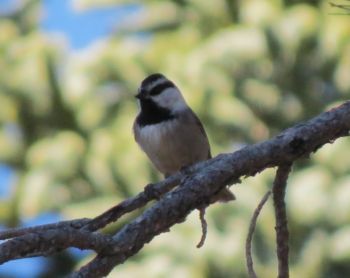 Mountain Chickadee - Matthew Hunter