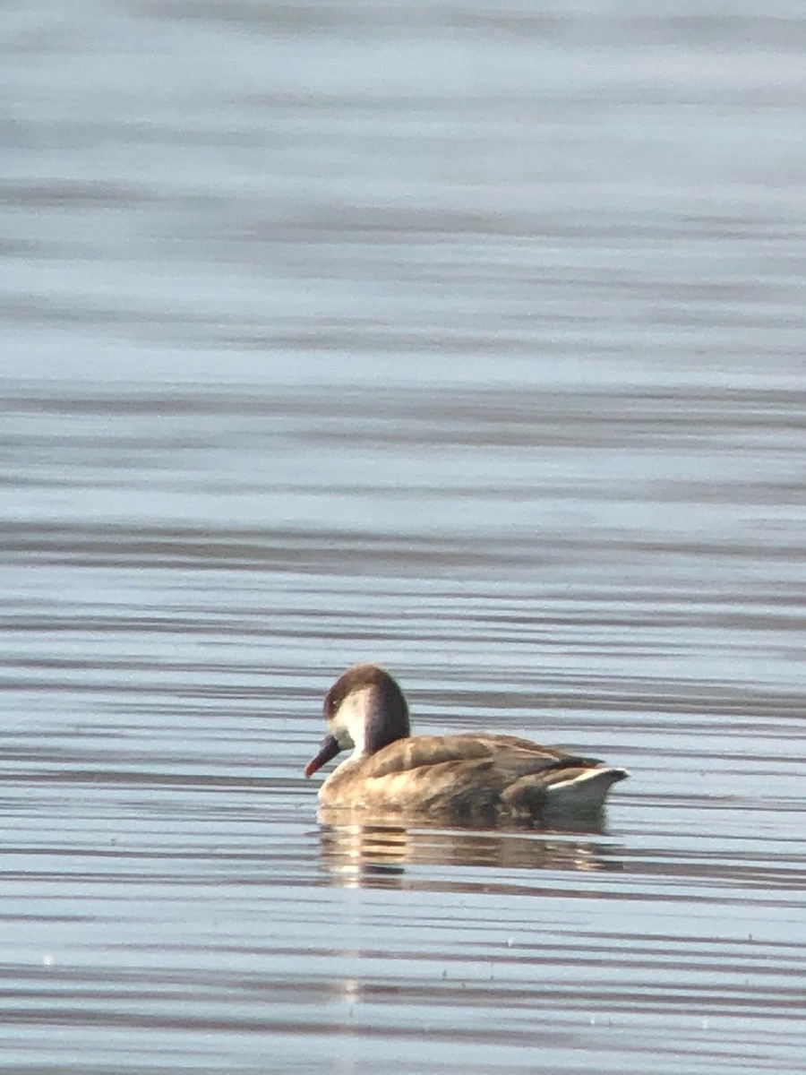 Red-crested Pochard - ML331340291