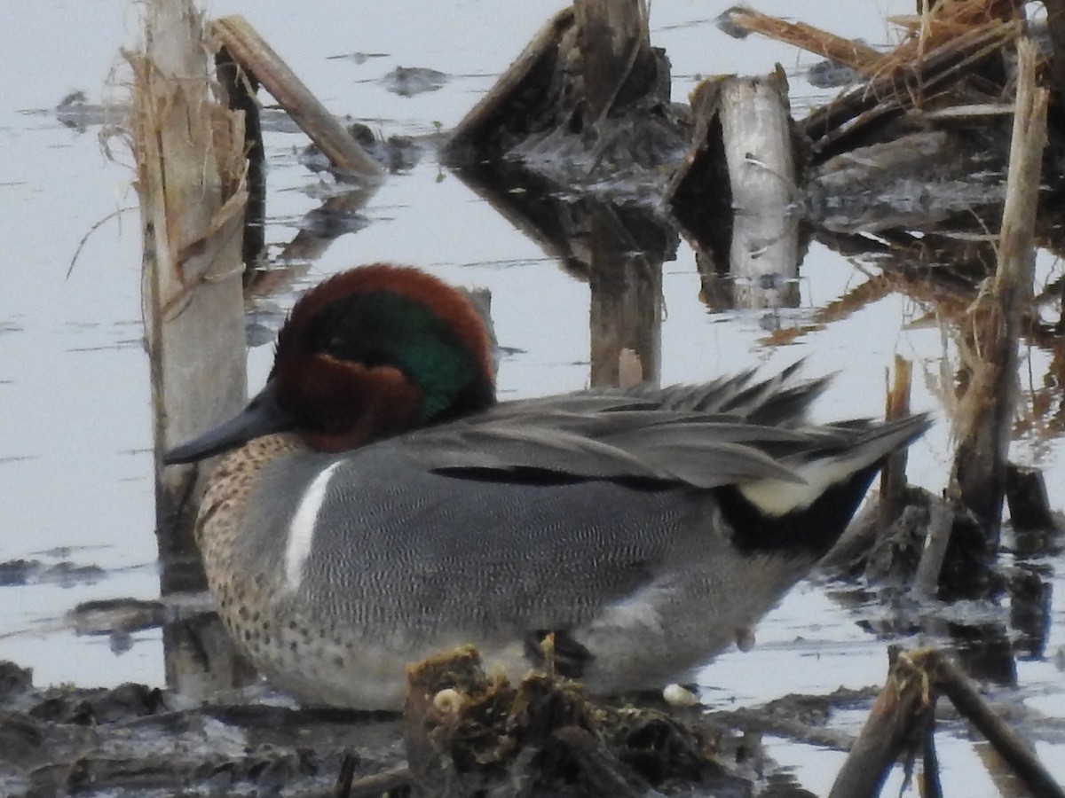 Green-winged Teal - ML331340401