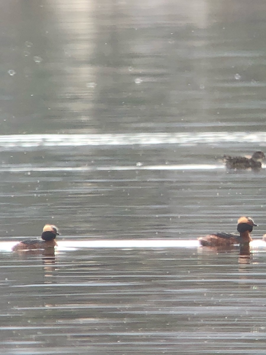 Horned Grebe - Sylvie Duchemin