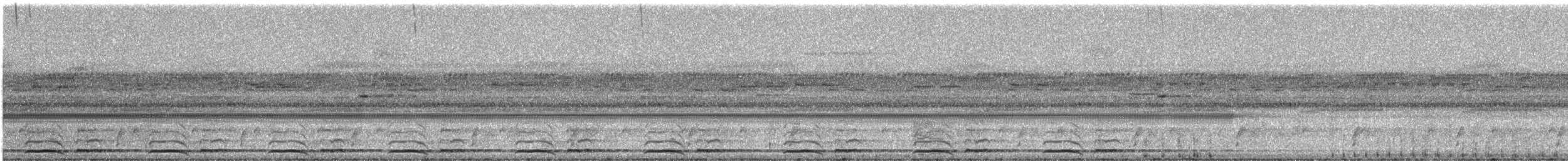 Marmorwachtel - ML331342