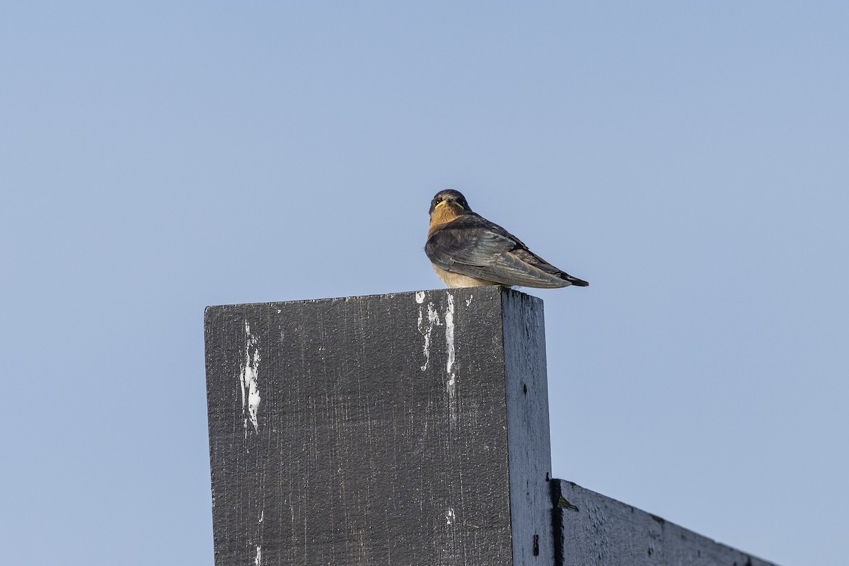 Angola Swallow - ML331342151