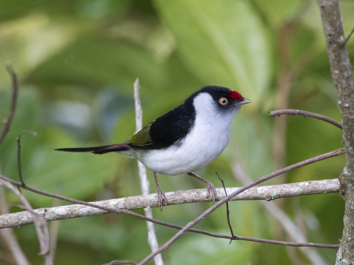 Pin-tailed Manakin - ML331342621