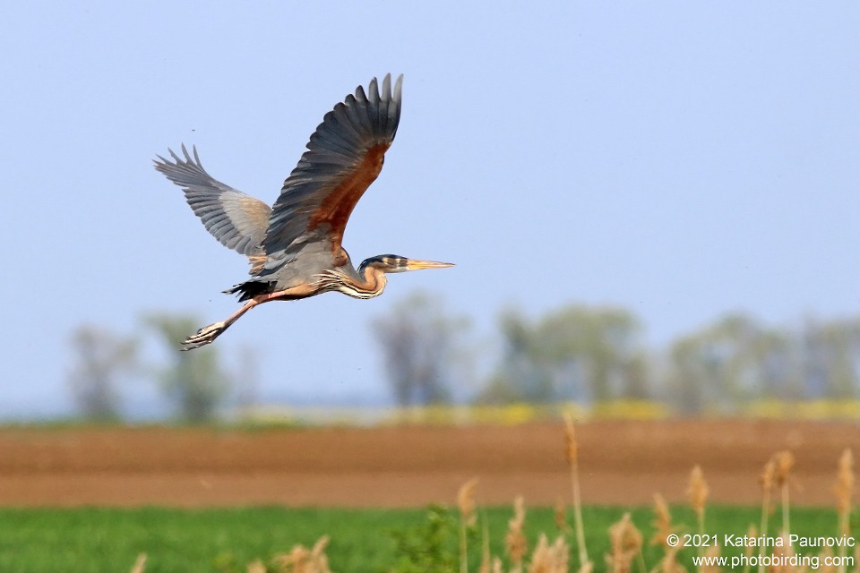 Purple Heron - ML331342671