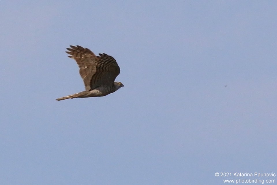 Eurasian Sparrowhawk - ML331342801