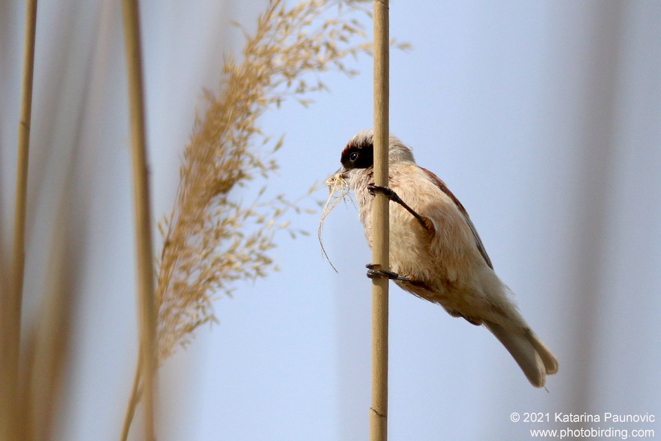 Eurasian Penduline-Tit - ML331342921