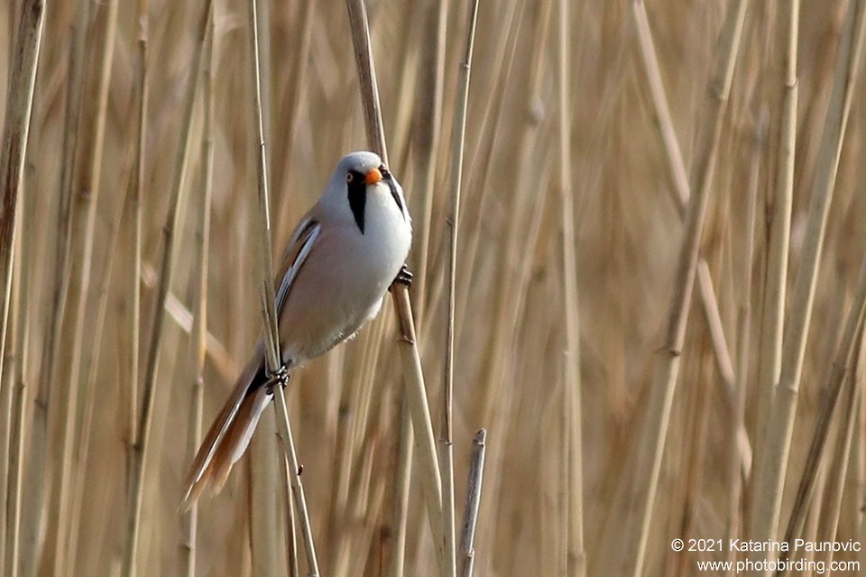 Bearded Reedling - ML331343031