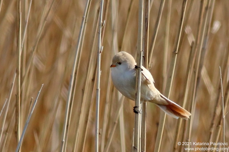 Bearded Reedling - ML331343091