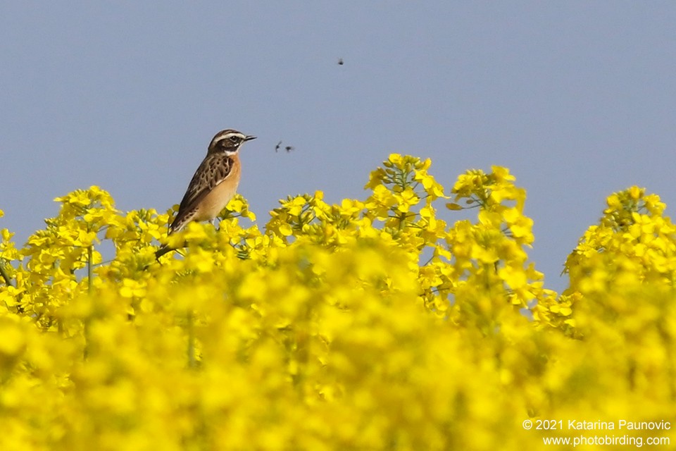 Whinchat - ML331343231