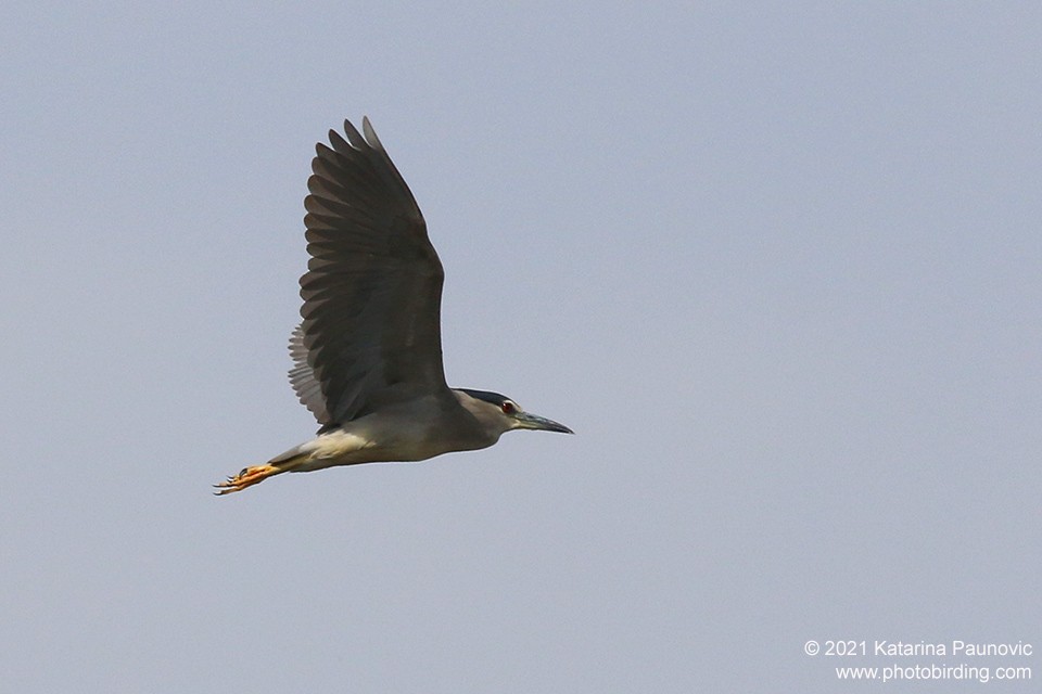 Black-crowned Night Heron - ML331343401