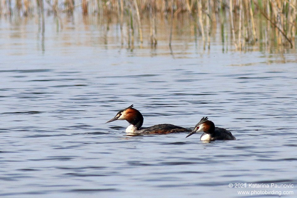 Great Crested Grebe - ML331343811