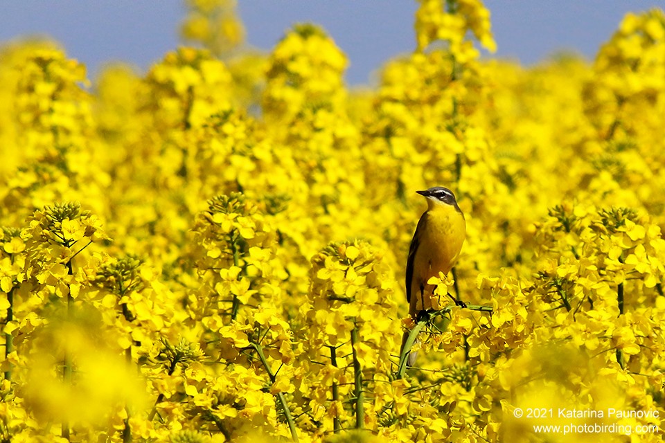 Western Yellow Wagtail - ML331343941