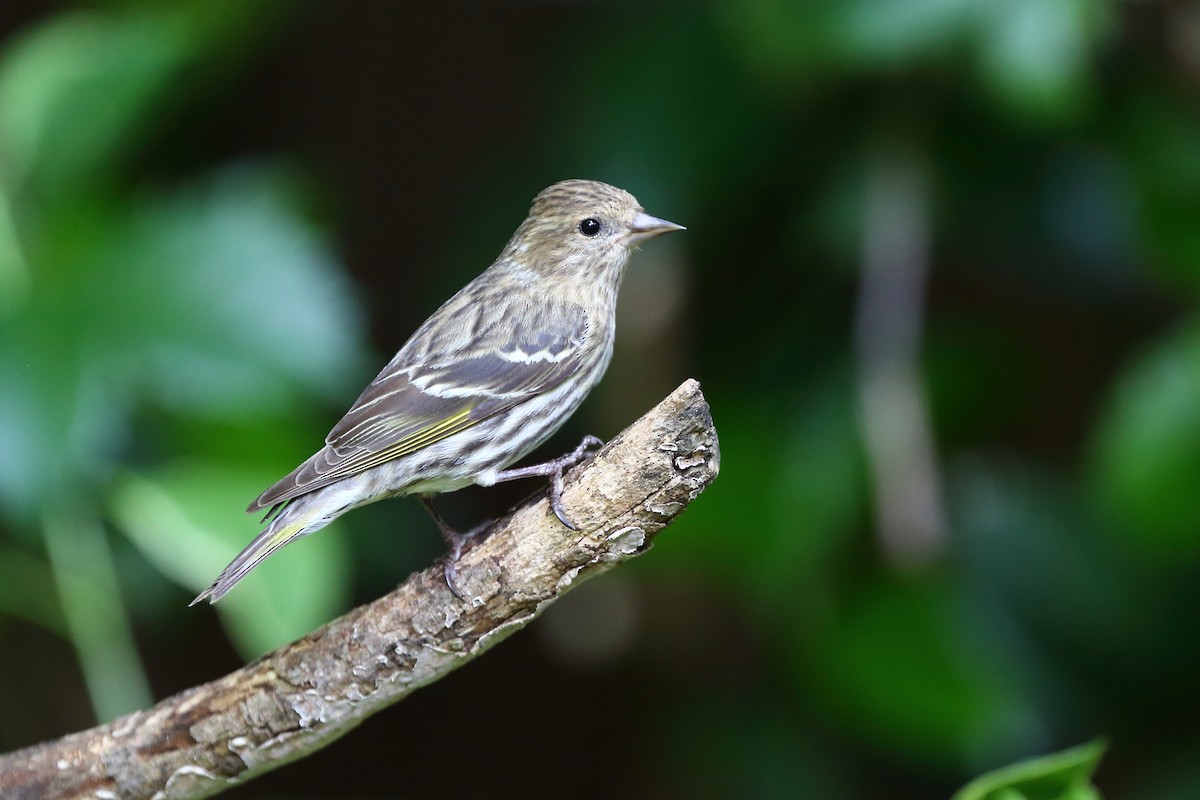 Pine Siskin - ML331345071