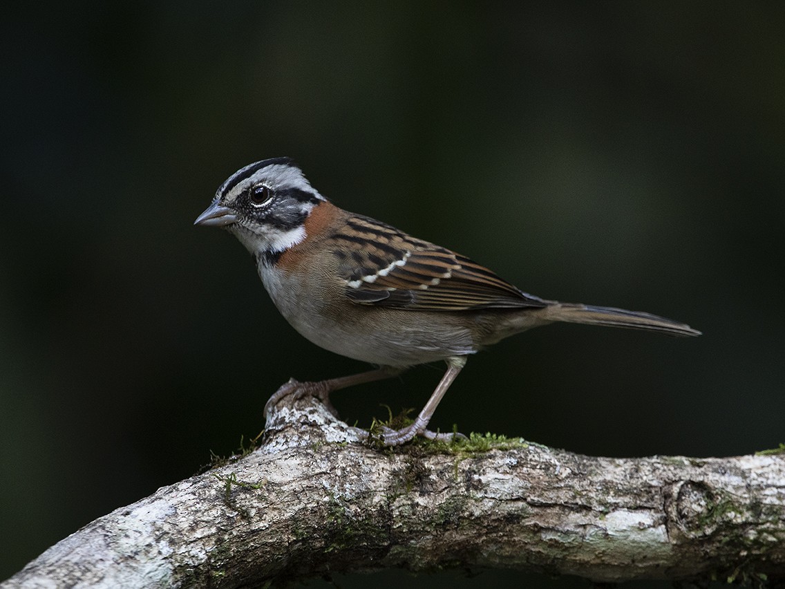 Rufous-collared Sparrow (Rufous-collared) - ML331345731