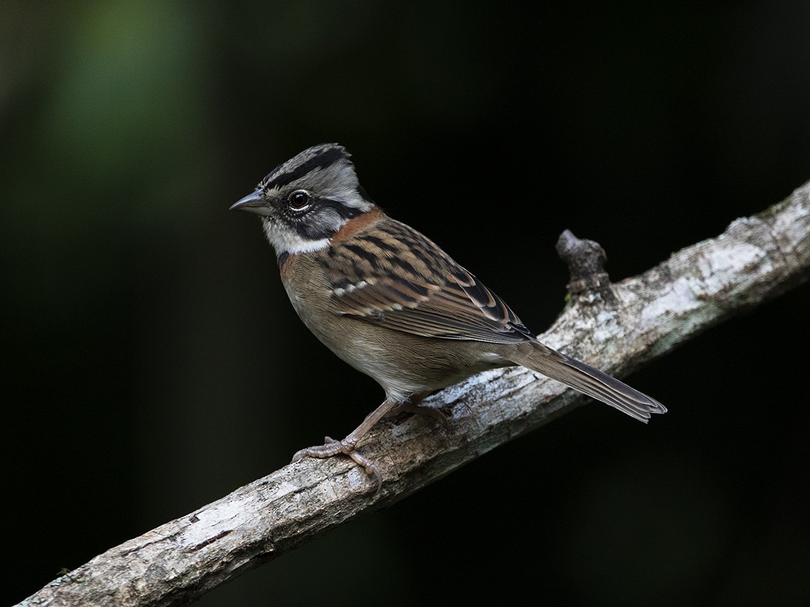 Rufous-collared Sparrow (Rufous-collared) - ML331345741
