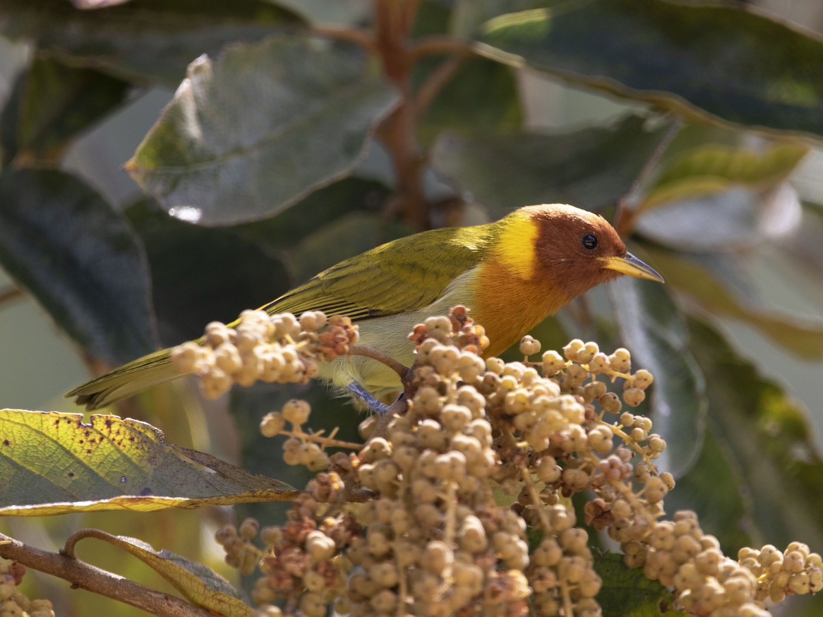 Rufous-headed Tanager - Alex Mesquita