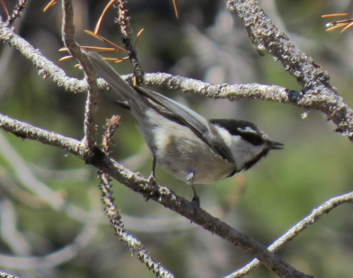 Mountain Chickadee - ML33134691