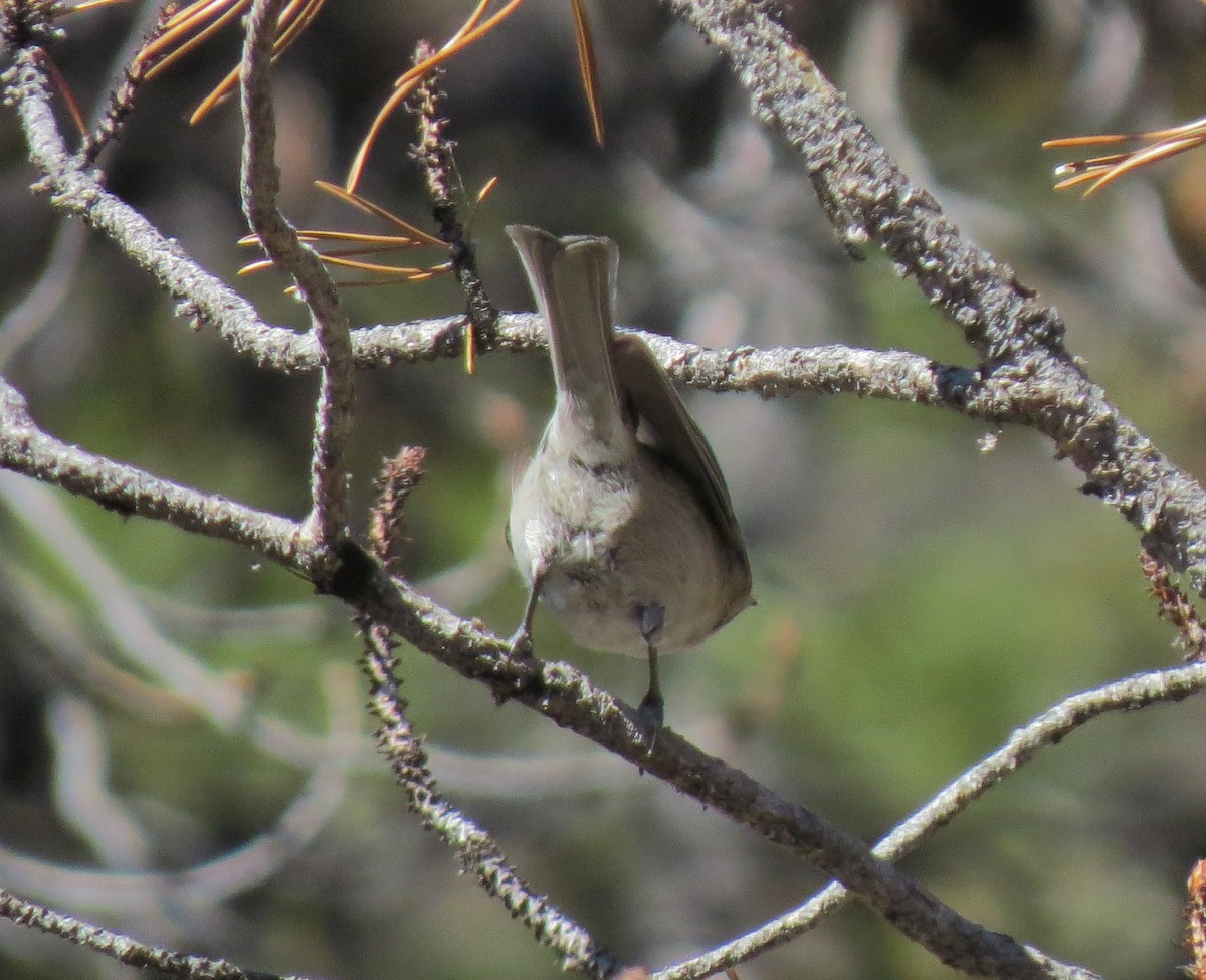 Mountain Chickadee - Matthew Hunter