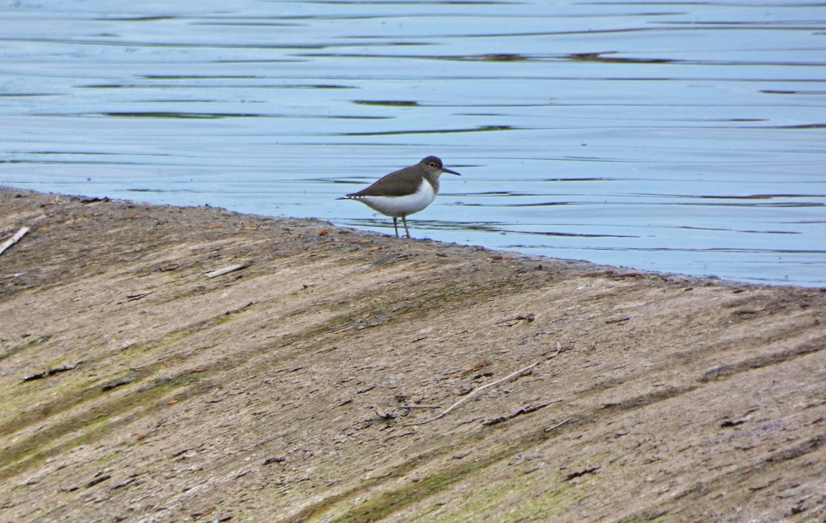 Common Sandpiper - Francisco Javier Calvo lesmes