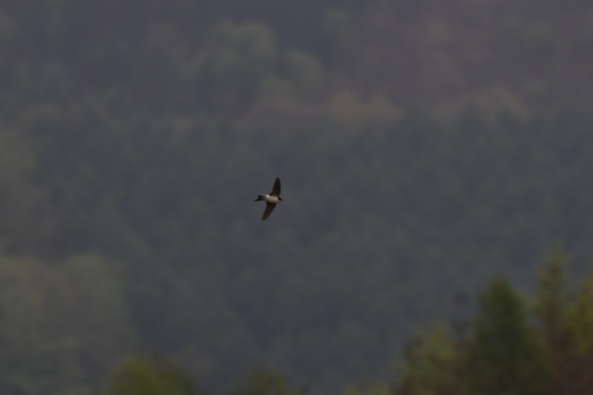 Western House-Martin - ML331348871