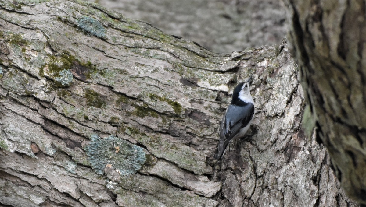 White-breasted Nuthatch - ML331349471