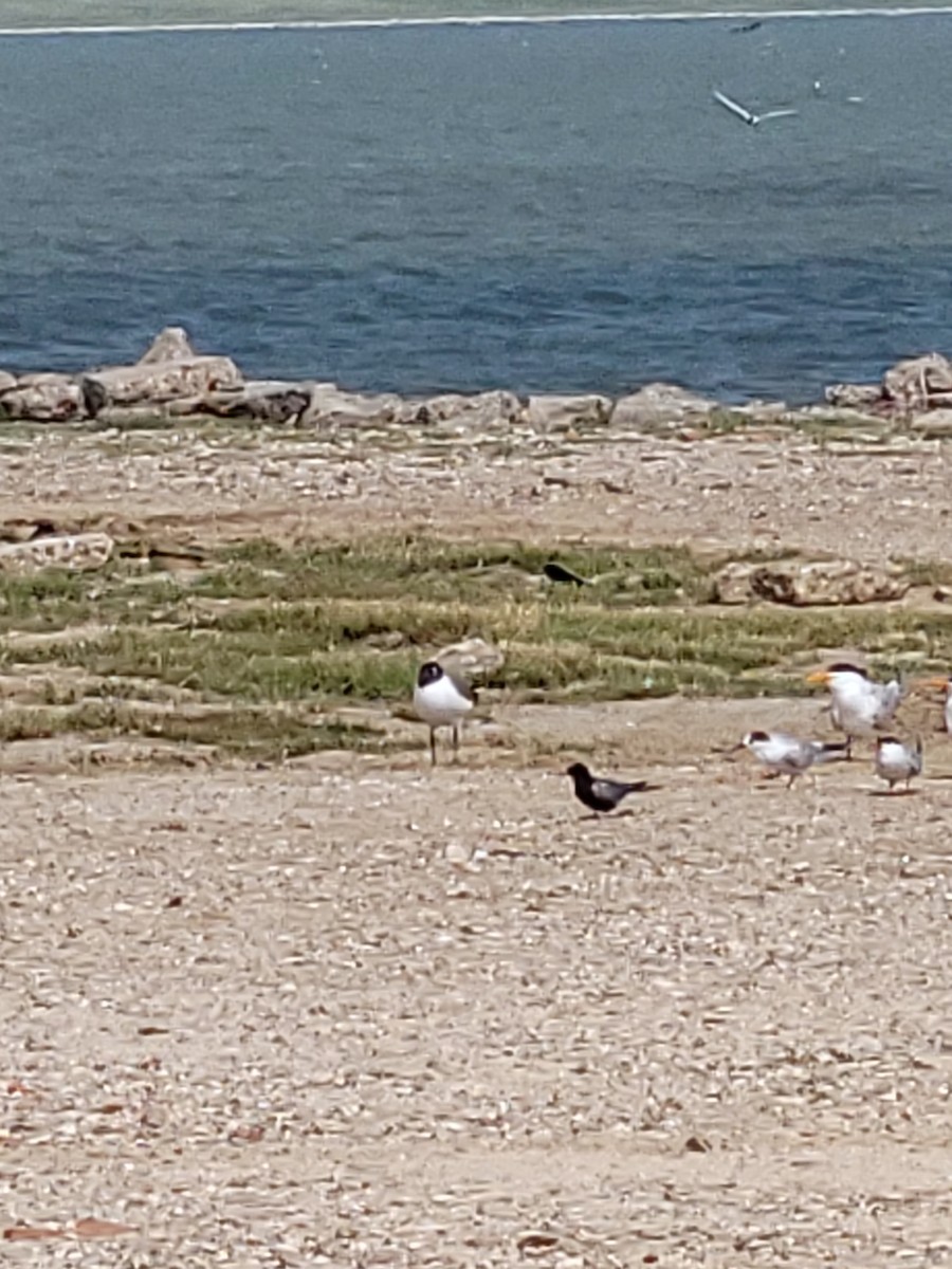 Black Tern - ML331351921