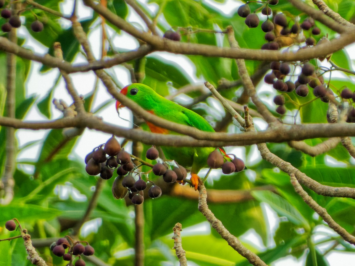 Philippine Hanging-Parrot - ML331352371