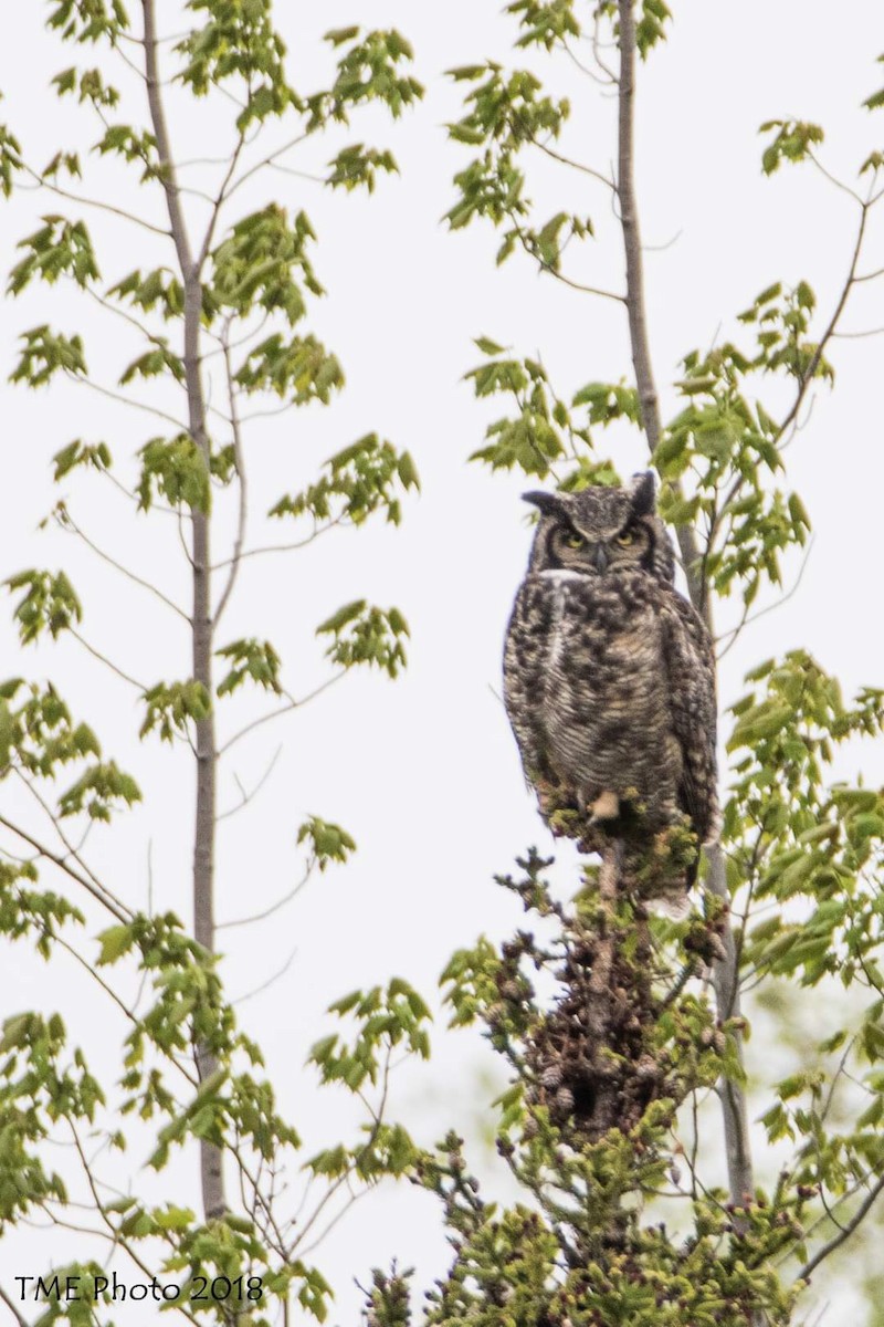 Great Horned Owl - ML331352551