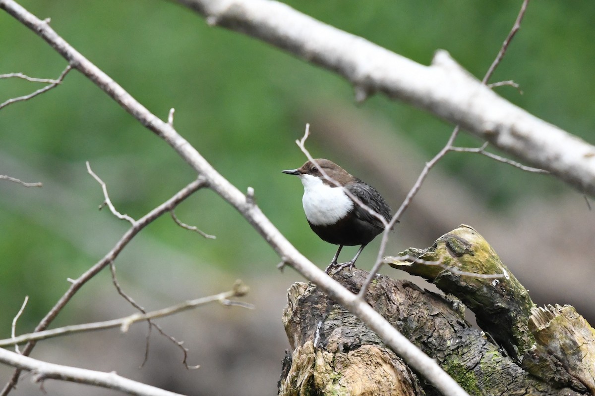 White-throated Dipper - ML331353041