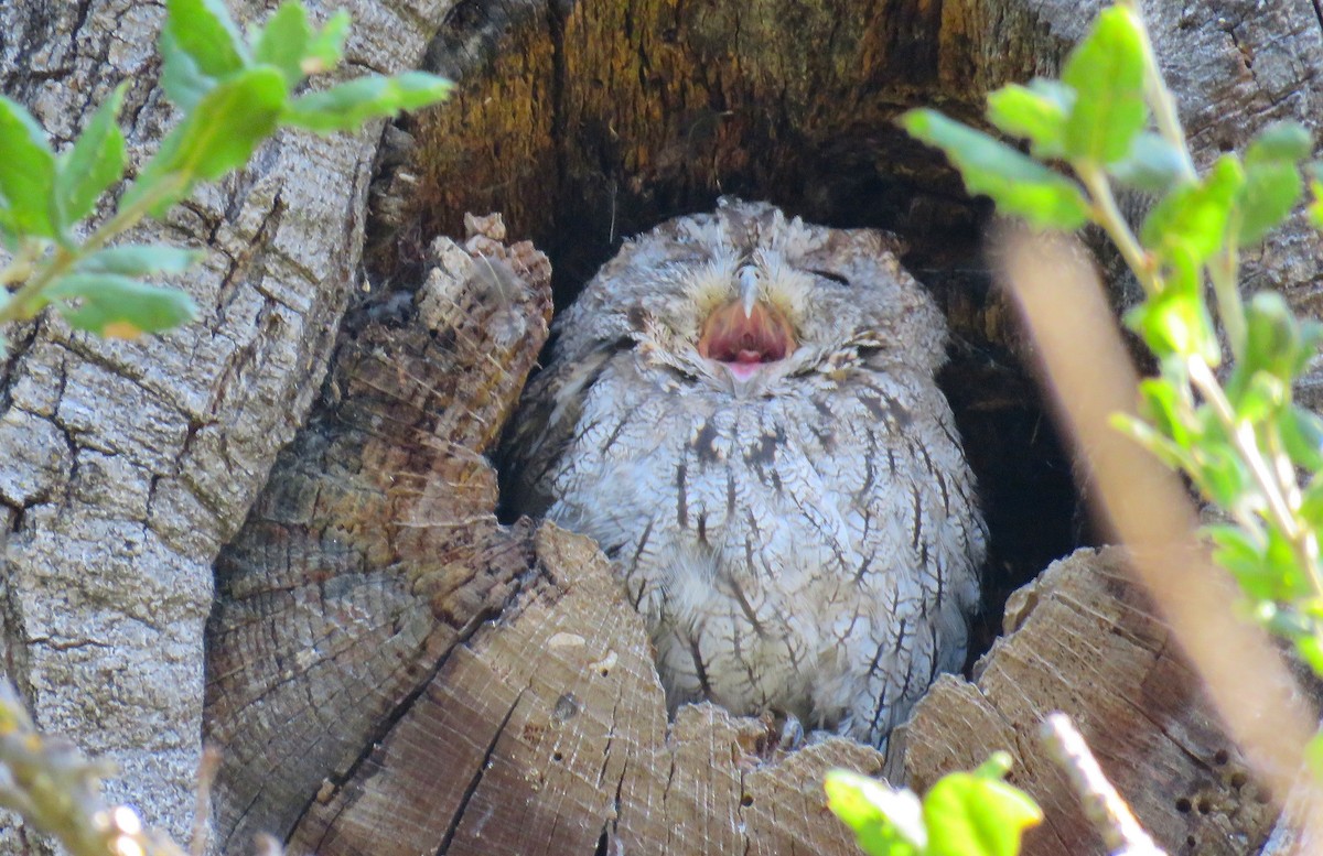 Western Screech-Owl - ML33135391