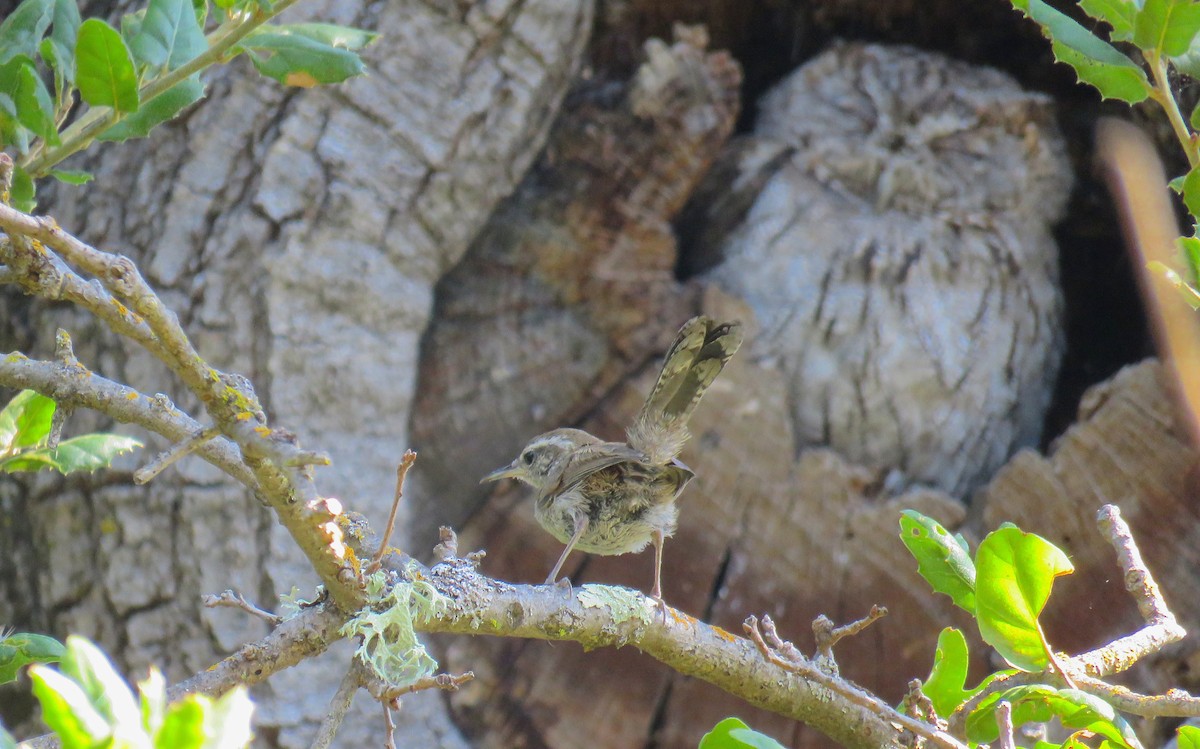 Western Screech-Owl - ML33135401