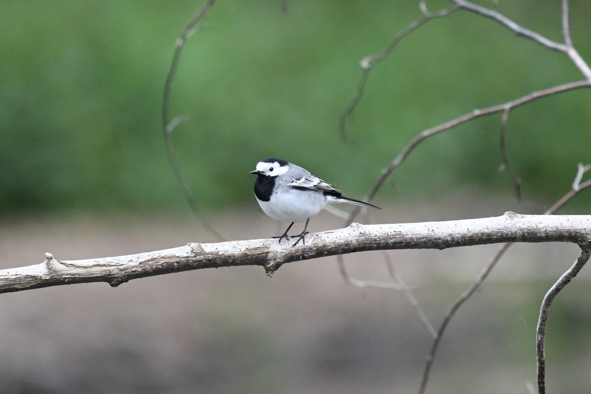 White Wagtail - ML331354181