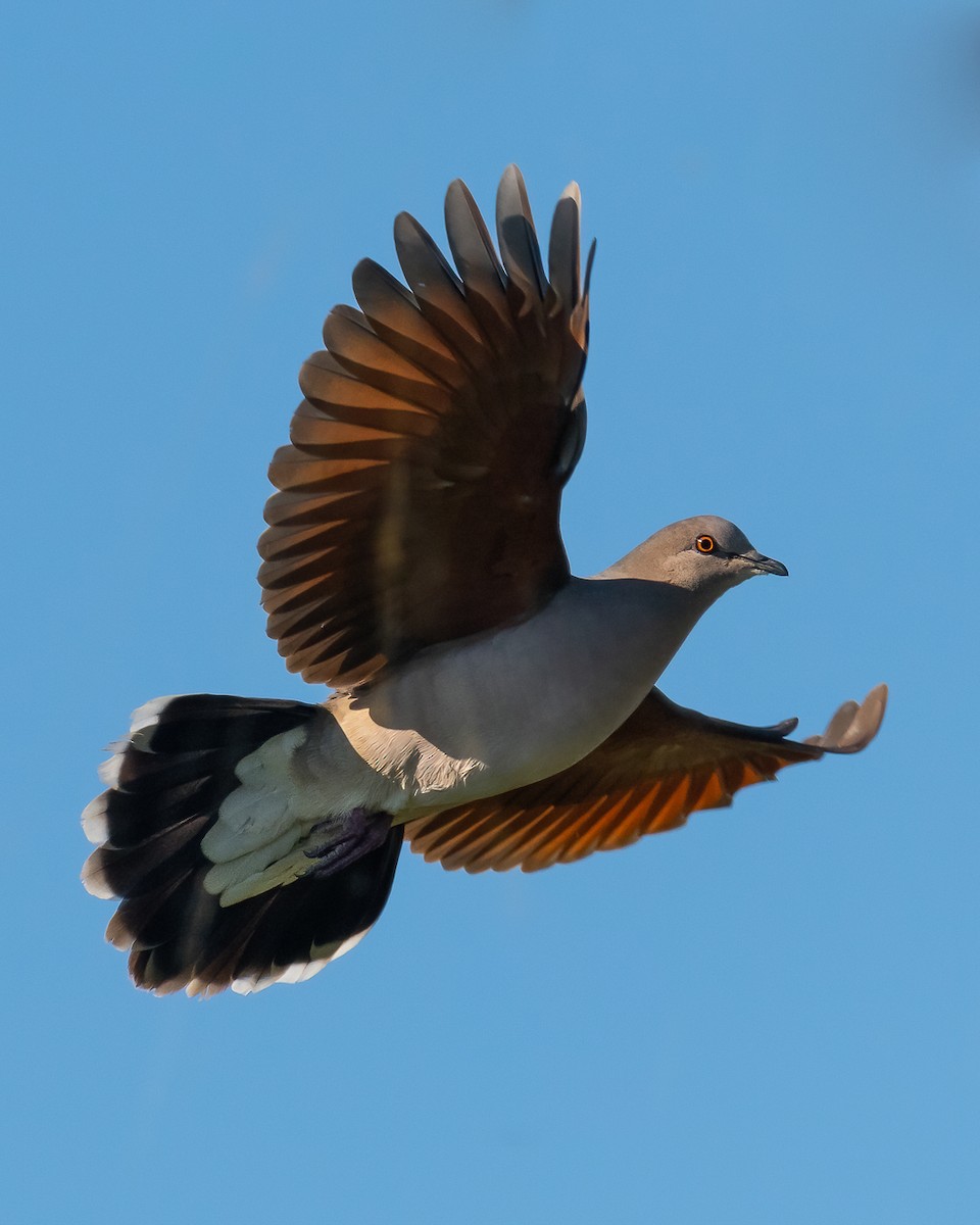 White-tipped Dove - Pablo Re