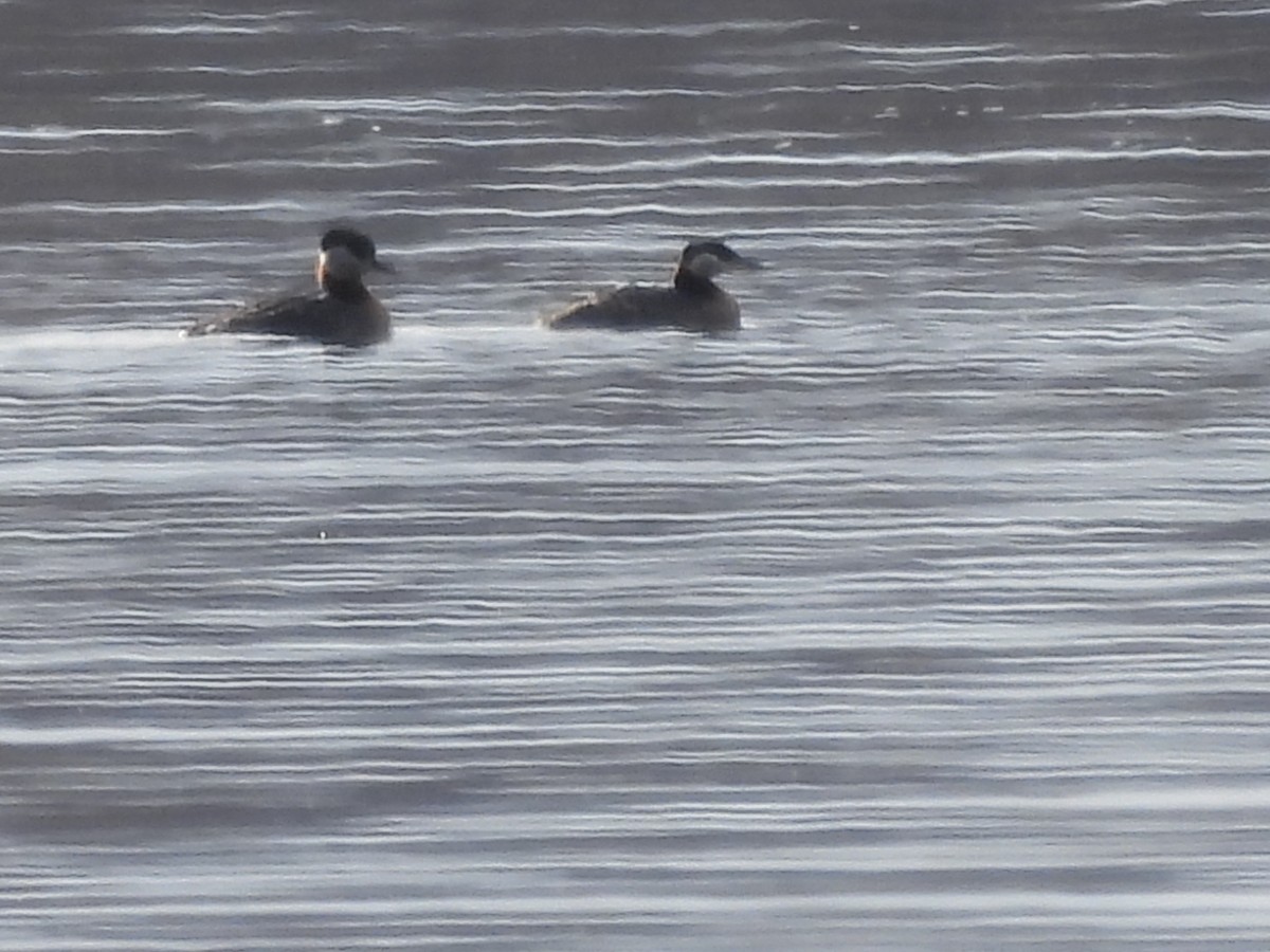 Red-necked Grebe - ML331354651