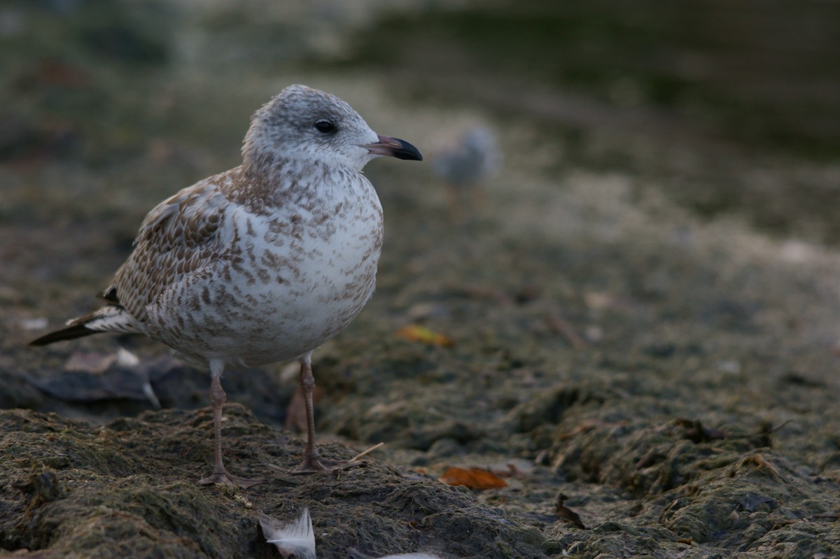 Ring-billed Gull - Caleb Scholtens
