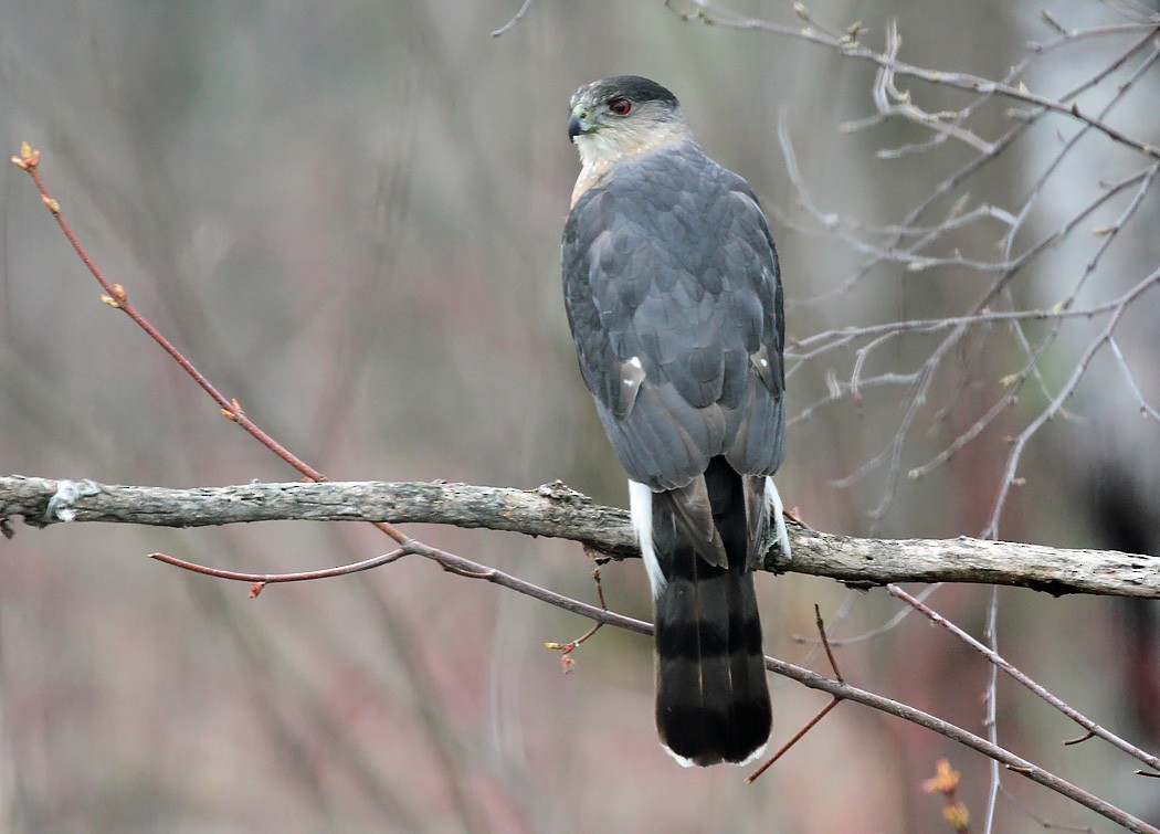 Cooper's Hawk - ML331356171