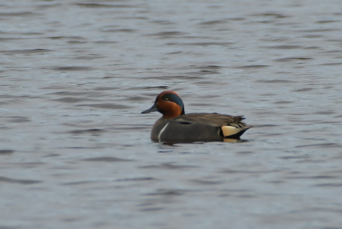 Green-winged Teal - ML331357091